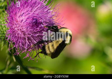 Nördliche goldene Bumblebee auf Bullen Thistle Flowers Stockfoto