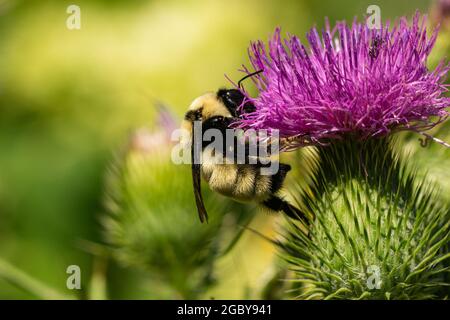 Nördliche goldene Bumblebee auf Bullen Thistle Flowers Stockfoto