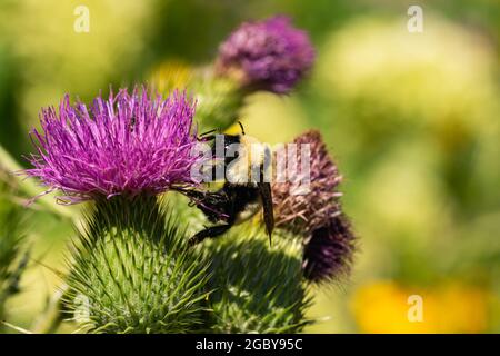 Nördliche goldene Bumblebee auf Bullen Thistle Flowers Stockfoto
