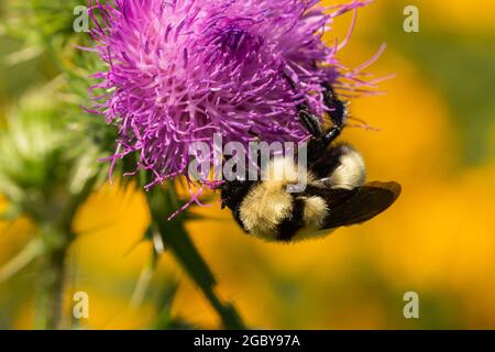 Nördliche goldene Bumblebee auf Bullen Thistle Flowers Stockfoto