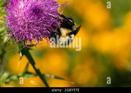 Nördliche goldene Bumblebee auf Bullen Thistle Flowers Stockfoto