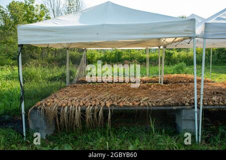 Frisch geerntete gelbe Zwiebeln, die auf einem Bio-Bauernhof getrocknet werden. Stockfoto