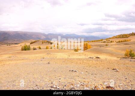 Hügelige Herbststeppe mit seltenen vergilbten Lärchenbäumen am Fuße der Bergkette. Kuraiskaya-Steppe, Altai, Sibirien, Russland. Stockfoto