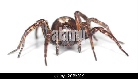 Wolf Spinne isoliert auf weißem Hintergrund Stockfoto