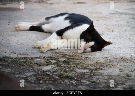 Schwarz-weiße Katze schläft auf der Straße, obdachlose Katze. Stockfoto