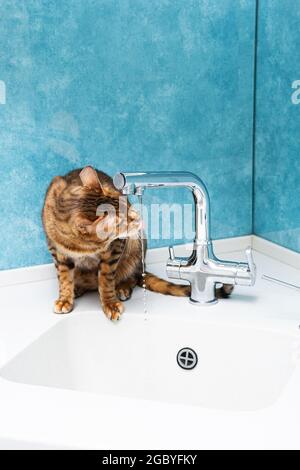 Süße bengalkatze trinkt Wasser aus einem Wasserhahn. Schönes Katzentrinkwasser mit Zunge aus Wasserhahn in der Küche. Stockfoto