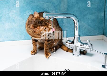 Süße bengalkatze trinkt Wasser aus einem Wasserhahn. Schönes Katzentrinkwasser mit Zunge aus Wasserhahn in der Küche. Stockfoto
