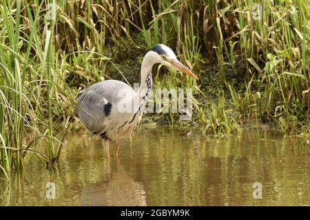 Graureiher Angeln am Rande des Flusses Ouse. East Sussex, England, Großbritannien. Stockfoto