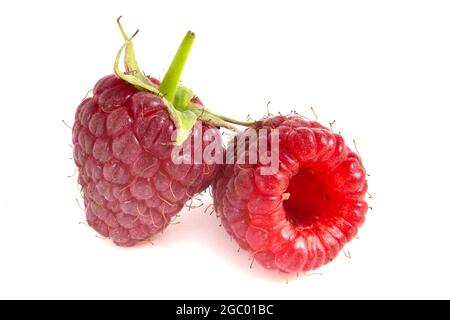 Zwei Himbeeren isoliert auf weißem Hintergrund. Frische Beeren aus der Nähe. Stockfoto