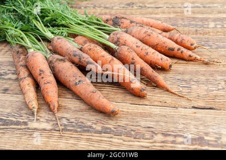 Ich habe gerade Karotten auf den Holzbrettern gepflückt. Frisch geerntete Karotten. Reife Karotten nach dem Ausgraben. Bio-Lebensmittel. Stockfoto
