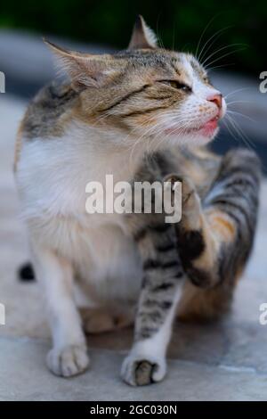 Kleine Katze liegt auf der ground.in Istanbul Türkei. Stockfoto
