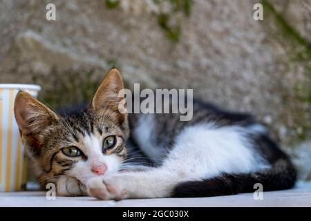 Kleine Katze liegt auf der ground.in Istanbul Türkei. Stockfoto