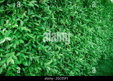 Eine Wand oder Zaun aus grünen Blattpflanzen, Natur texturierter Hintergrund. Stockfoto