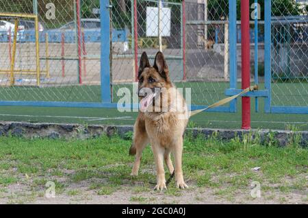 Erwachsener Hund an Metallzaun gebunden. Deutscher Schäferhund mit Halsband und Leine an der roten Metallstange wartet auf seinen Besitzer. Seitenansicht. Haustiere. Stockfoto