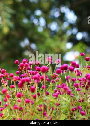 Vertikale Aufnahme einer Gruppe winziger, rosafarbener Blumen im Garten während eines hellen und sonnigen Sommermorgens Stockfoto