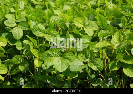 Grünes Blattmuster eines Sojabohnenfeldes Stockfoto