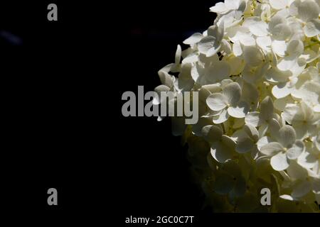 Weißes Blumenmuster einer Hydrangea mit schwarzem Hintergrund und Kopierraum, auch Hortensia oder Hortensie genannt Stockfoto