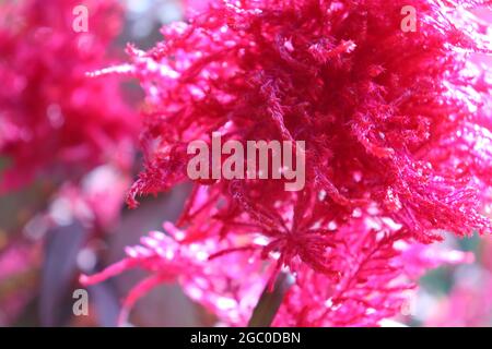 Selektiver Fokus von rosa Astilba-Blumen - für Hintergründe Stockfoto