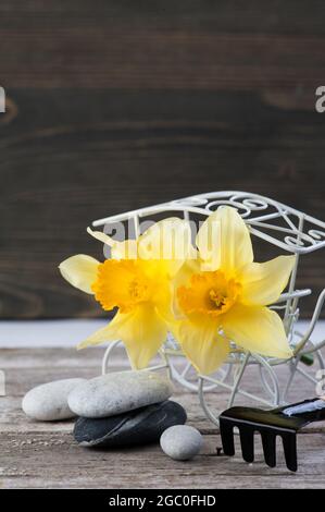 Balancierende Kieselsteine und gelbe Blumen, ZEN Stone Garden auf Holzhintergrund, Spa ruhiges Szenenkonzept Stockfoto