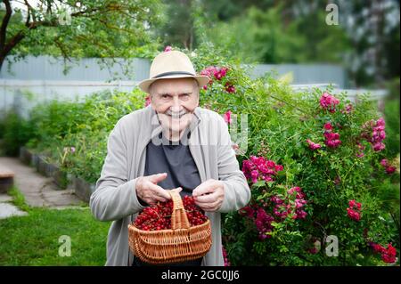 Ein alter Gärtner hält einen Korb mit roten Johannisbeeren in seinen Händen. Früchte wachsen im Stadtgarten. Aktives Alter. Arbeiten Sie an der frischen Luft. Stockfoto