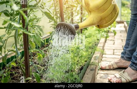 Person gießt grüne Tomatenpflanzen in einem Gewächshaus mit einer Gießkannne. Konzept der Pflanzenpflege und des Anbaus von gesundem Gemüse. Nahaufnahme. Stockfoto