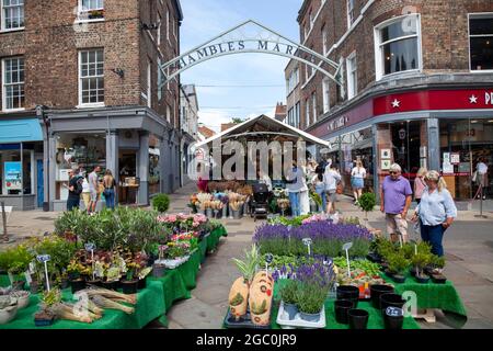 Shambles Market in York, Großbritannien Stockfoto