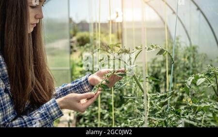 Die junge Gärtnerin hält und untersucht die Blätter der Tomaten im Gewächshaus sorgfältig. Konzept der Pflege von Pflanzen und der wachsenden organischen hea Stockfoto