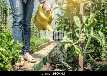 Der Gärtner gießt grüne Tomatenpflanzen in einem Gewächshaus mit einer Gießkannbe. Konzept der Pflege von Pflanzen und Gartenarbeit. Stockfoto