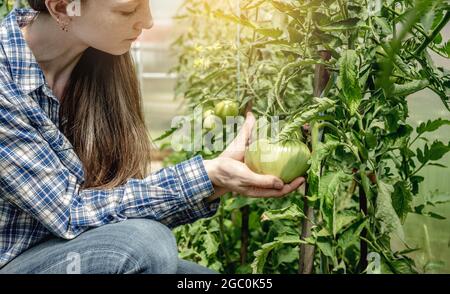 Die Gärtnerin hält sich vorsichtig in den Händen und untersucht die noch unreifen Tomaten im Gewächshaus. Konzept der Pflege von Pflanzen und wachsen h Stockfoto