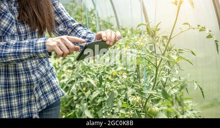 Die Frau fotografiert mit einer Telefonkamera erste grüne Früchte von Tomaten in einem Gewächshaus. Stockfoto