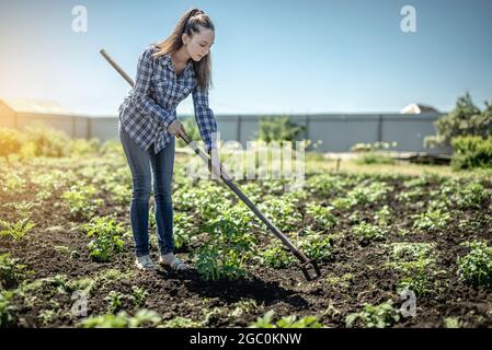 Die junge Gärtnerin jäten auf einer Kartoffelplantage mit einer Hacke Unkraut. Konzept der Gartenarbeit, Pflanzenpflege, Anbau von gesundem Gemüse. Stockfoto