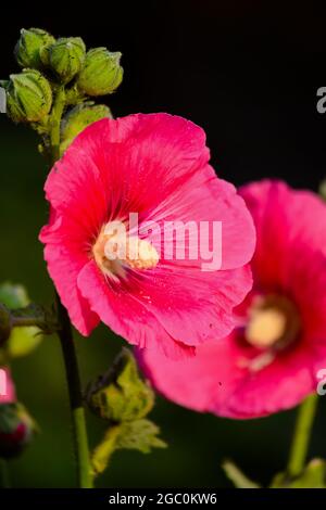 Rosafarbene Okra-Blüten blühten vollständig. Selektiver Fokus verwendet. Stockfoto