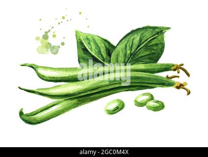 Frische grüne Bohnen mit Blatt. Aquarell handgezeichnete Illustration isoliert auf weißem Hintergrund Stockfoto