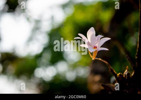 Small Bearded Dendrobium, auch bekannt als bärtige Lippenorchidee, blüht auf dem Baumstamm im Wald. Selektiver Fokus mit Bokeh-Hintergrund verwendet. Stockfoto