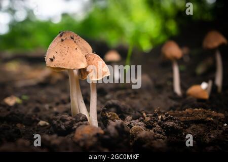 Frische Pilze, die tagsüber im Waldboden wachsen. Verwendet selektiven Fokus und verschwommen backgruond. Stockfoto
