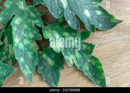 Pflanzenkrankheiten: Anzeichen von Cladosporiose auf Tomatenblättern. Stockfoto