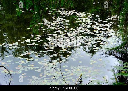 Ein privater Tarn, See oder einfach nur in Wäldern in den South Lakes in Cumbria Nordwestengland Stockfoto