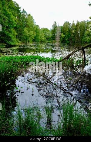 Ein privater Tarn, See oder einfach nur in Wäldern in den South Lakes in Cumbria Nordwestengland Stockfoto