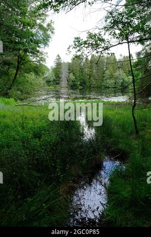 Ein privater Tarn, See oder einfach nur in Wäldern in den South Lakes in Cumbria Nordwestengland Stockfoto