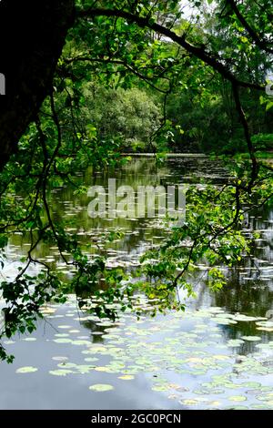 Ein privater Tarn, See oder einfach nur in Wäldern in den South Lakes in Cumbria Nordwestengland Stockfoto