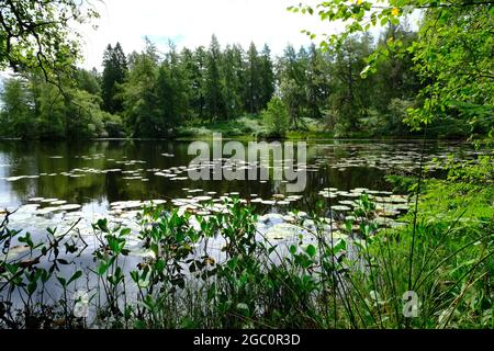 Ein privater Tarn, See oder einfach nur in Wäldern in den South Lakes in Cumbria Nordwestengland Stockfoto