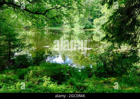 Ein privater Tarn, See oder einfach nur in Wäldern in den South Lakes in Cumbria Nordwestengland Stockfoto