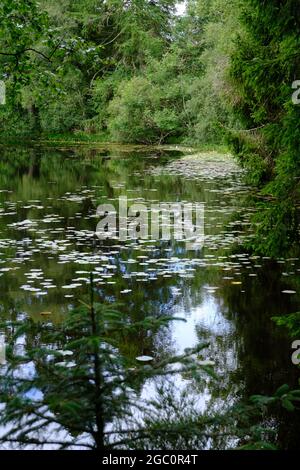 Ein privater Tarn, See oder einfach nur in Wäldern in den South Lakes in Cumbria Nordwestengland Stockfoto