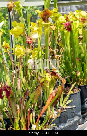 Sarracenia 'Camisole' eine Insektenfänger-Fliegenfalle fleischfressende Pflanze, die allgemein als Trompetenkrug bekannt ist, Stock Foto Bild Stockfoto