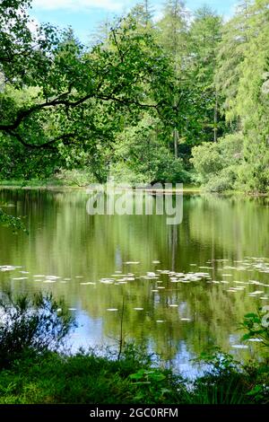 Ein privater Tarn, See oder einfach nur in Wäldern in den South Lakes in Cumbria Nordwestengland Stockfoto