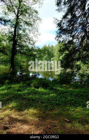 Ein privater Tarn, See oder einfach nur in Wäldern in den South Lakes in Cumbria Nordwestengland Stockfoto