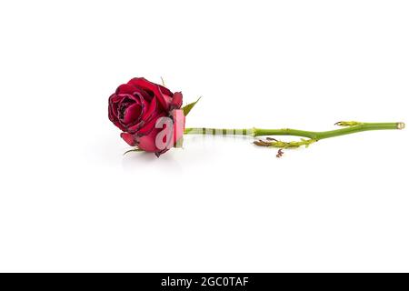 Getrocknete Rosenblüte isoliert auf weißem Hintergrund Stockfoto