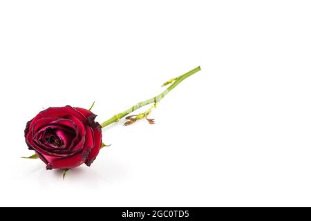 Getrocknete Rosenblüte isoliert auf weißem Hintergrund Stockfoto