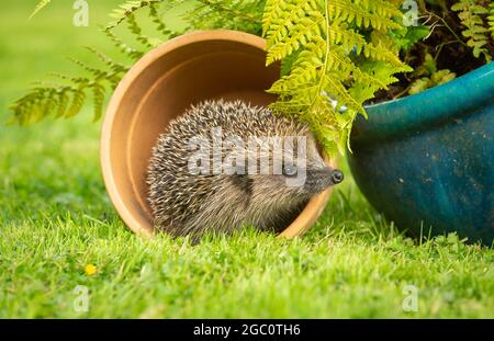 Igel, Wissenschaftlicher Name: Erinaceus Europaeus. Wilder, einheimischer, europäischer Igel in natürlicher Gartenform, der aus einem Pflanztopf hervortritt. Nahaufnahme. Horizont Stockfoto