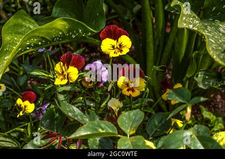 Sonnenbeschienene Stiefmütterchen mit burgunderroten und gelben Blütenblättern schauen unter großen grünen Blättern mit weißen Flecken hervor. Stockfoto